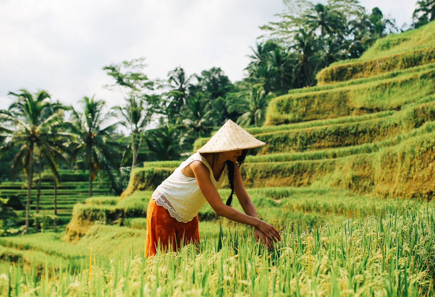 Agriculture Trade Debt Collection: Rice field workers in Indonesia